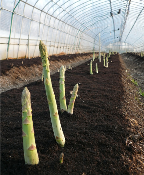 アスパラの堆肥マルチング法